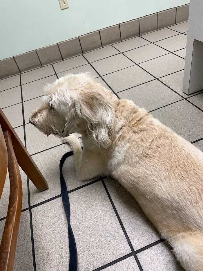 Lake Mary Veterinary Clinic: Porter Amy M DVM 12