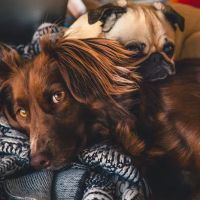 Lake Emma Animal Hospital ico