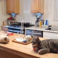 Pet Alliance of Greater Orlando Alafaya Clinic ico