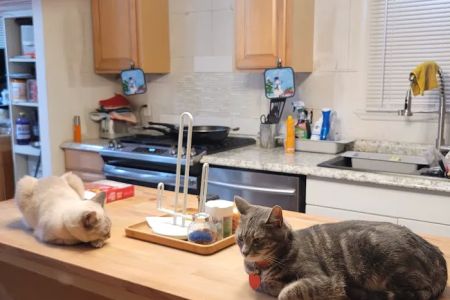 Pet Alliance of Greater Orlando Alafaya Clinic