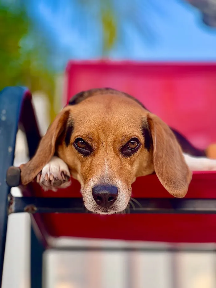 Pet Alliance of Greater Orlando Alafaya Clinic 12