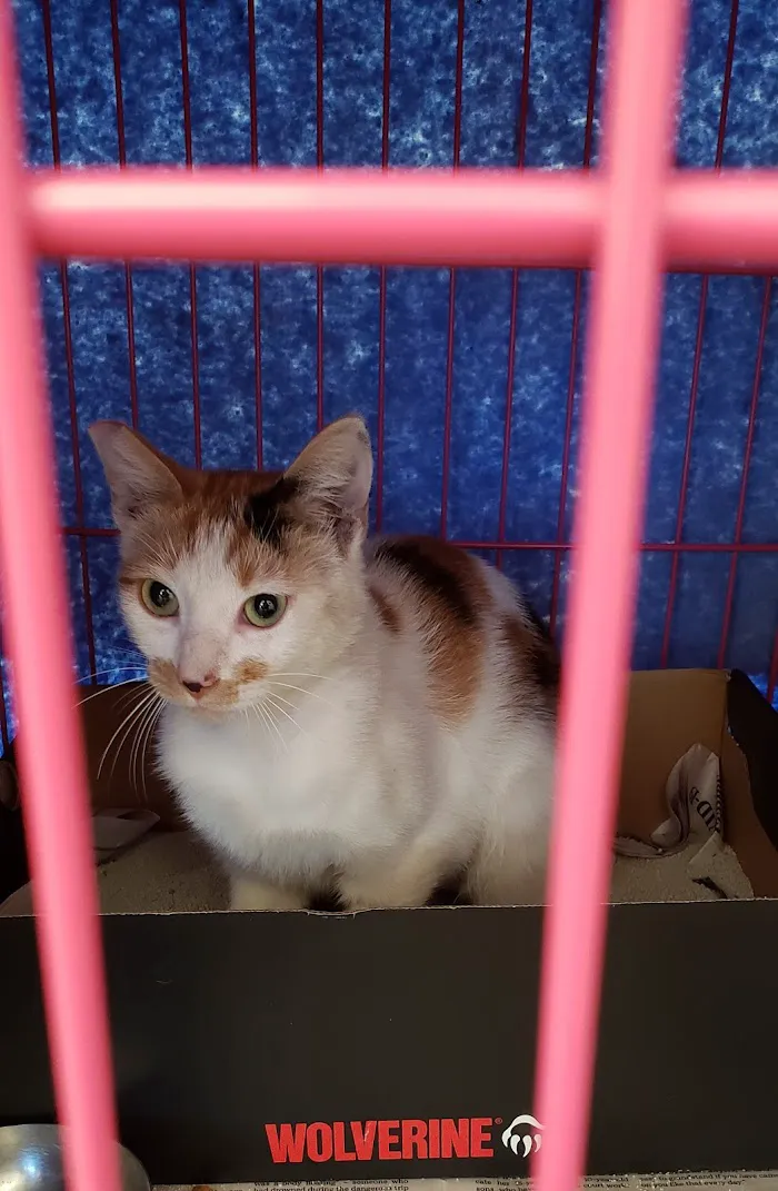 Pet Alliance of Greater Orlando Alafaya Clinic 12