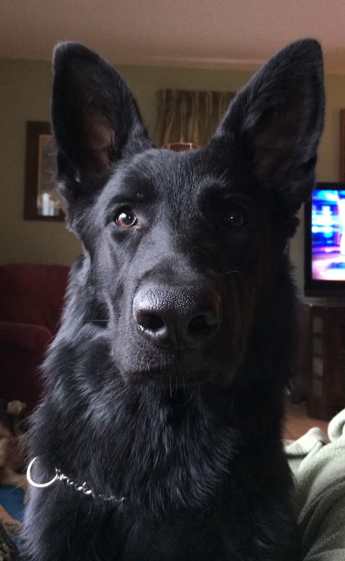 Sierra Animal Hospital 12