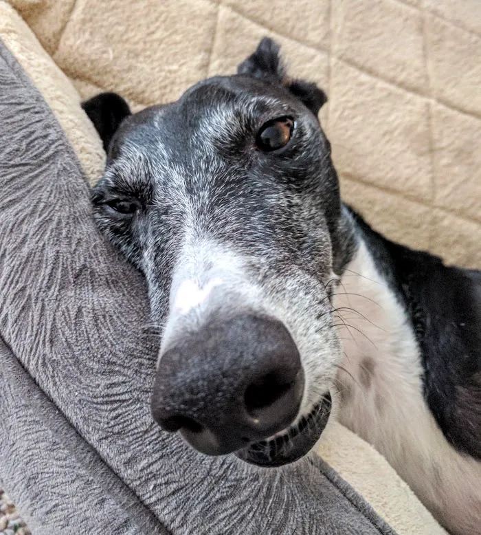 Sierra Animal Hospital 12