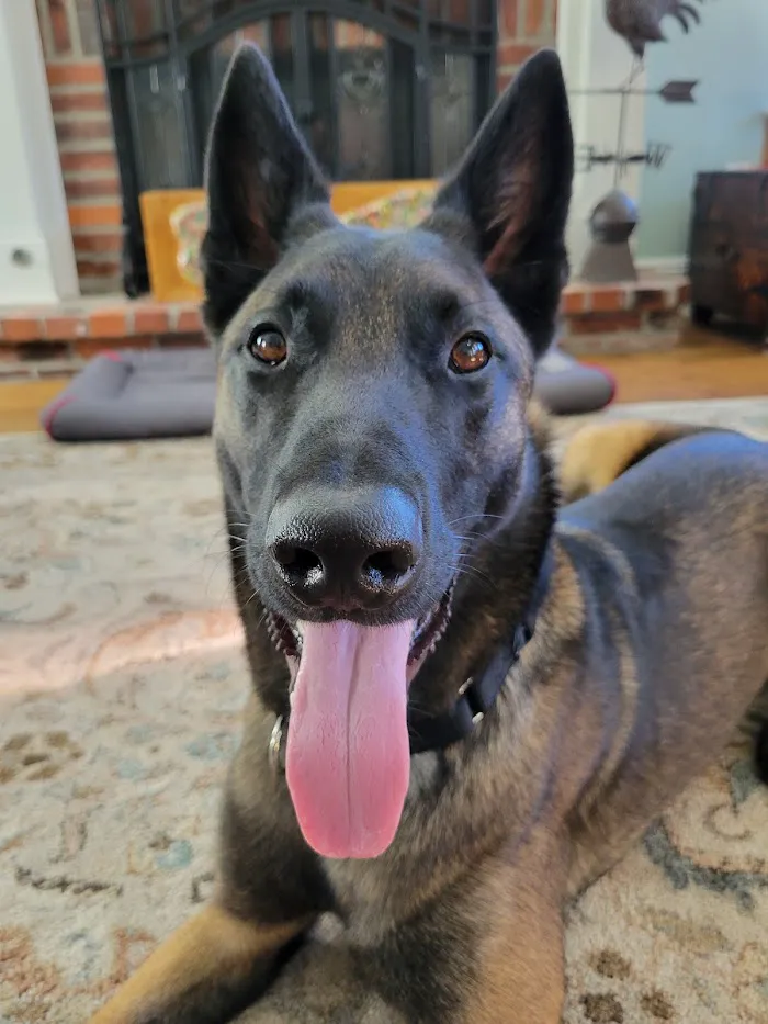Sierra Animal Hospital 12