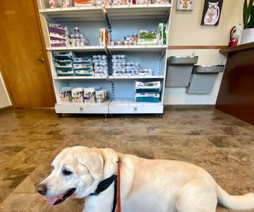 Fox & Friends Animal Hospital