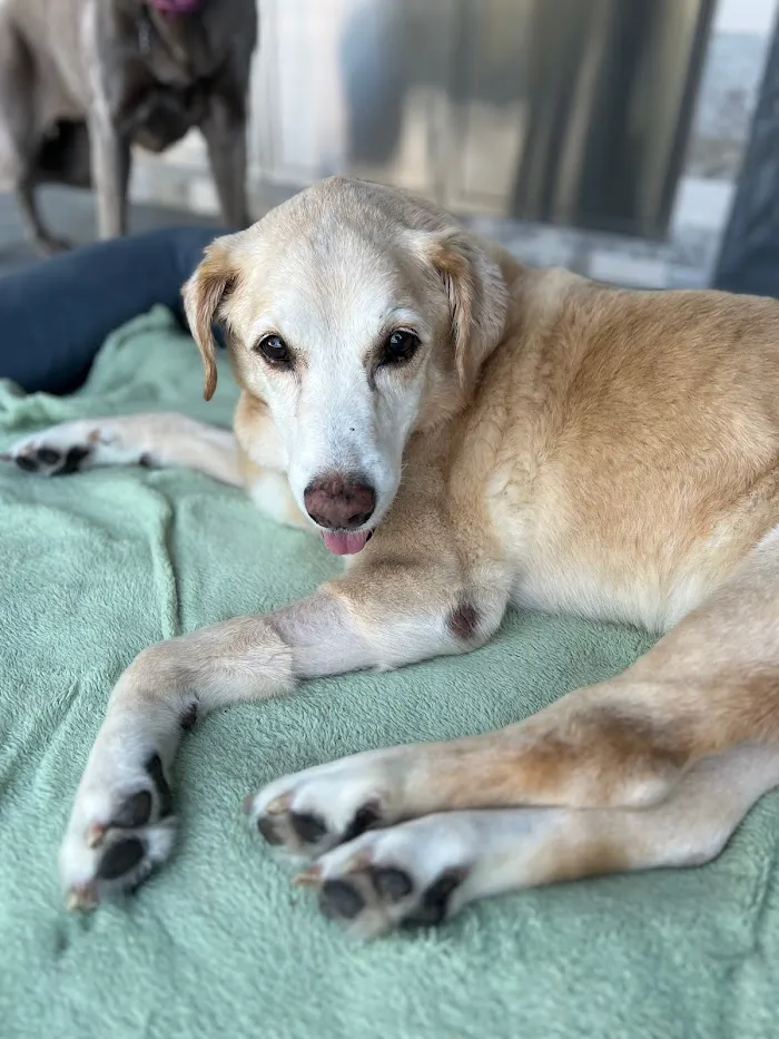 Apollo Beach Animal Hospital 12