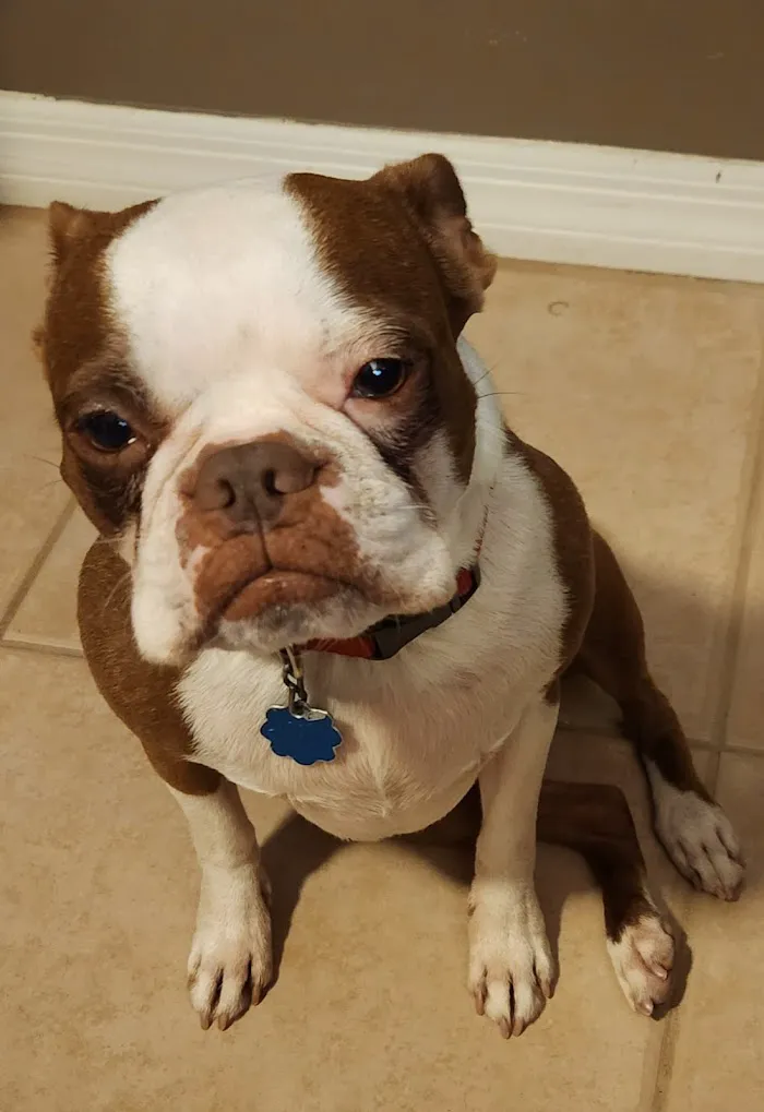 Apollo Beach Animal Hospital 12