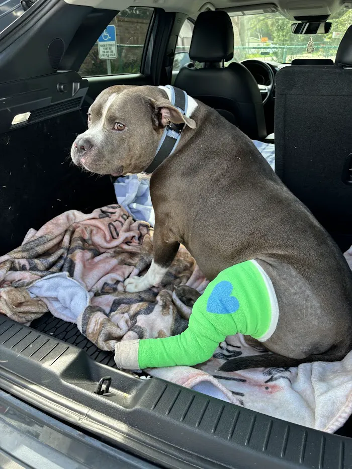 Apollo Beach Animal Hospital 12
