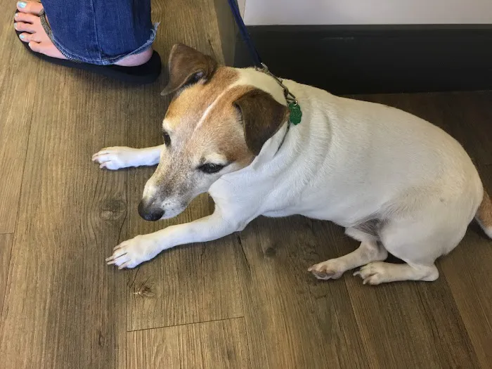 Ehrlich Animal Hospital & Arthritis Therapy Center 2