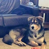 Apollo Animal Hospital: Burrington W R DVM ico