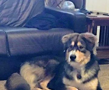 Apollo Animal Hospital: Burrington W R DVM