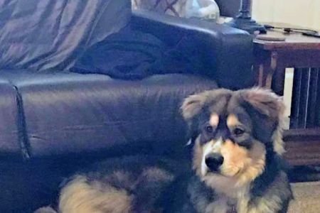 Apollo Animal Hospital: Burrington W R DVM