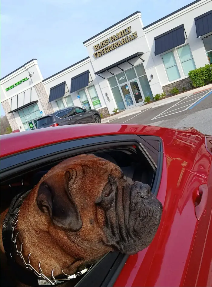 Bliss Family Veterinarian 1
