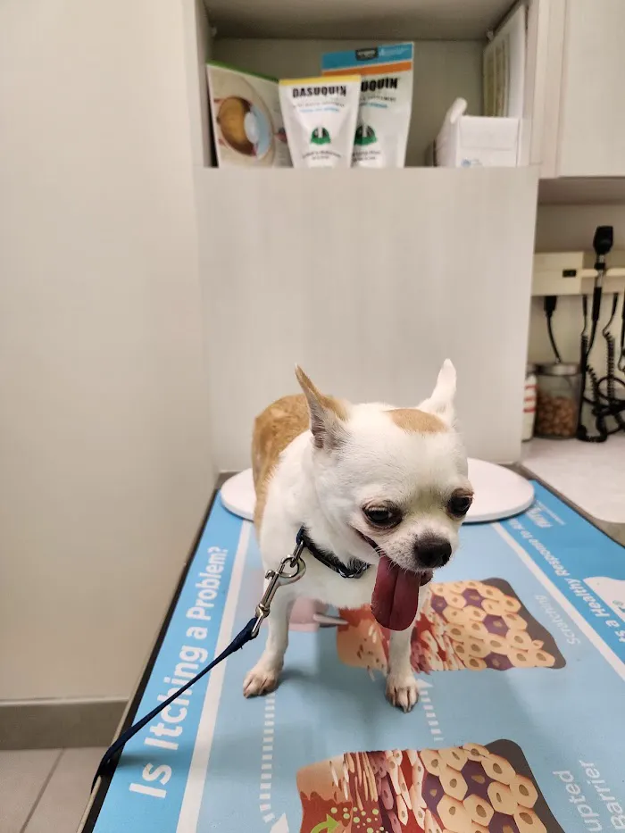 Bliss Family Veterinarian 5