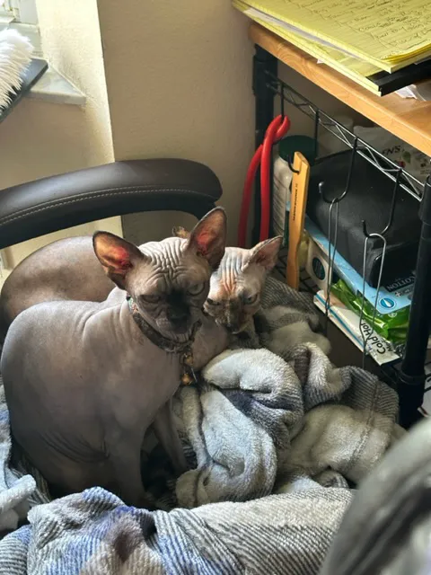 Bliss Family Veterinarian 3