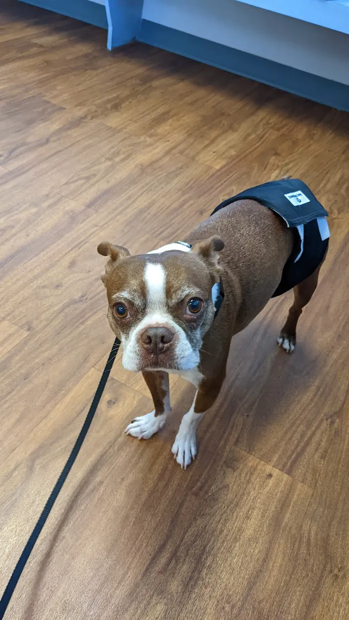 VCA Cypress Creek Animal Hospital 12