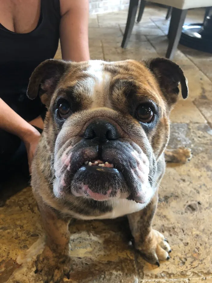 Caring Paws Animal Hospital 8