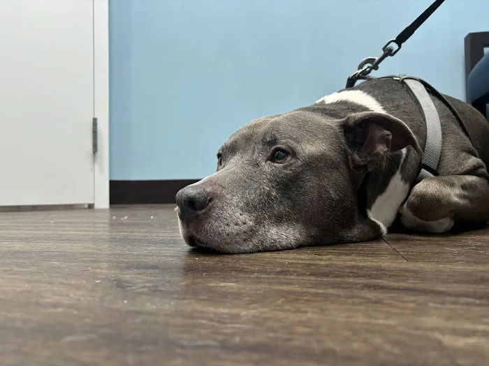 Caring Paws Animal Hospital 5