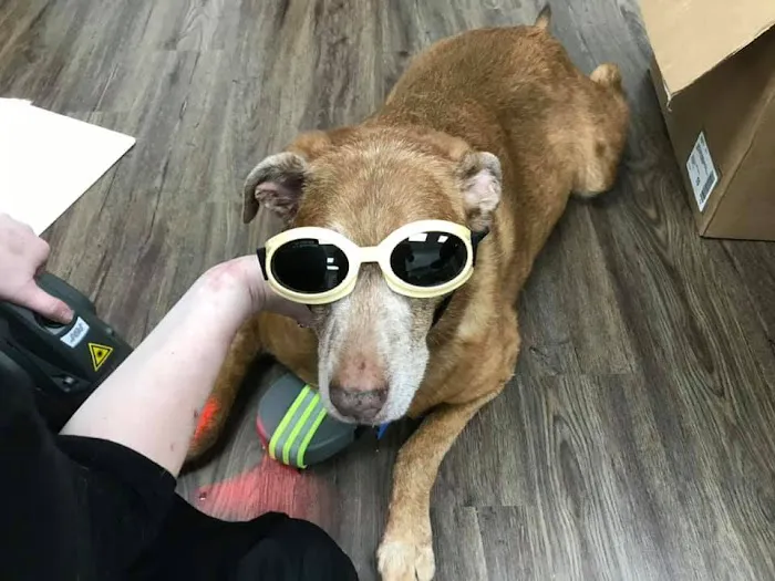 Caring Paws Animal Hospital 4
