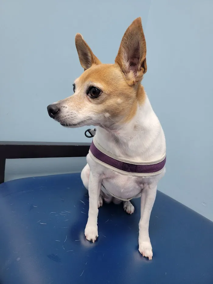 Caring Paws Animal Hospital 10