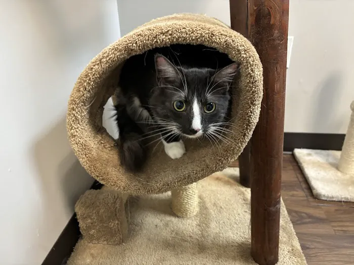 Seven Oaks Pet Hospital Wesley Chapel 6