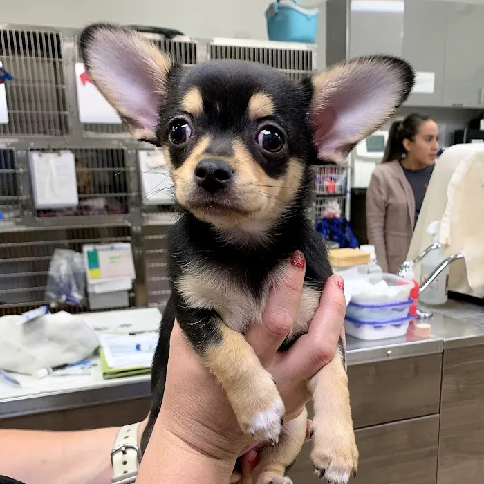 Seven Oaks Pet Hospital Wesley Chapel 3