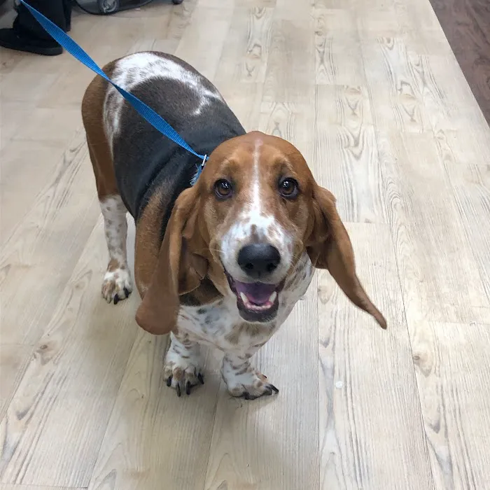 Seven Oaks Pet Hospital Wesley Chapel 5