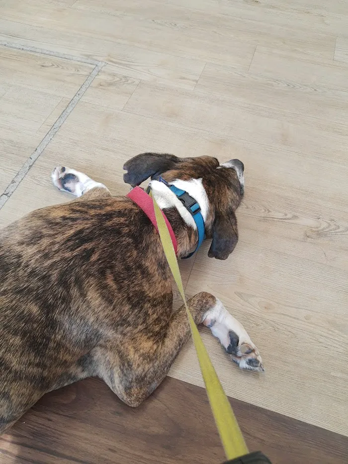 Seven Oaks Pet Hospital Wesley Chapel 2