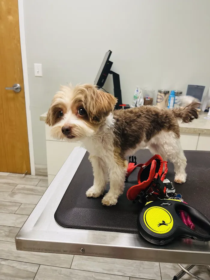 North River Animal Hospital 4