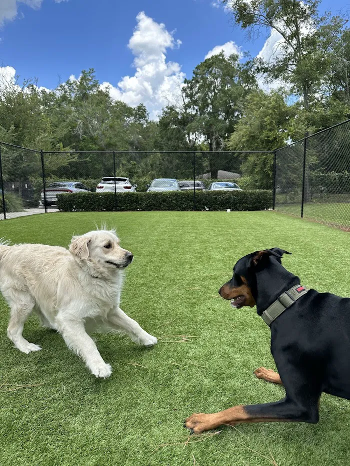Cheval Animal Hospital 12