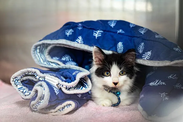 Circle of Life Animal Hospital 12