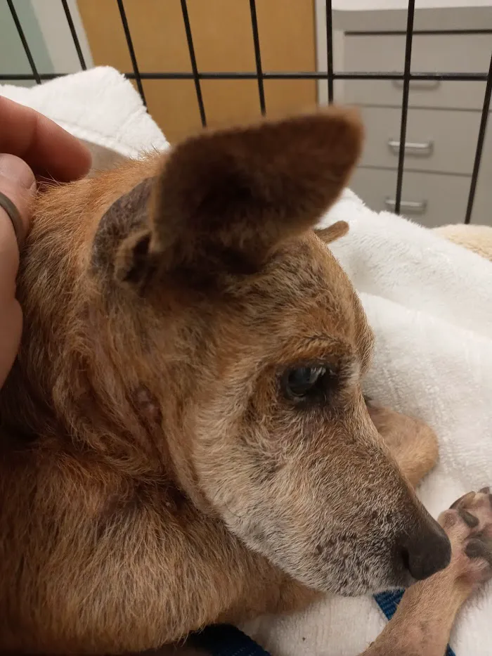 East Orlando Animal Hospital 4