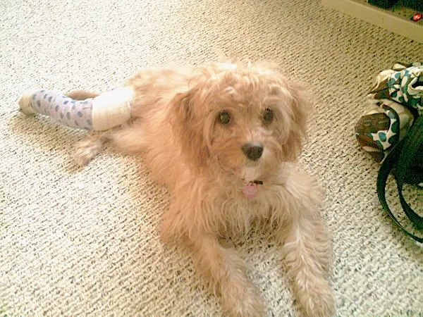 East Orlando Animal Hospital 3
