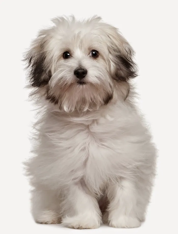 East Orlando Animal Hospital 1