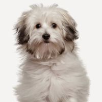 East Orlando Animal Hospital ico