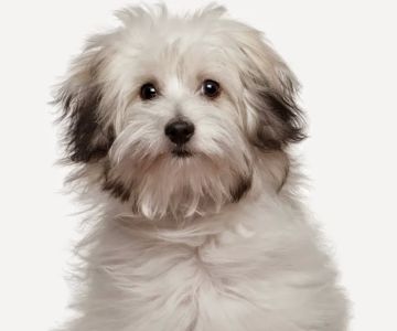 East Orlando Animal Hospital