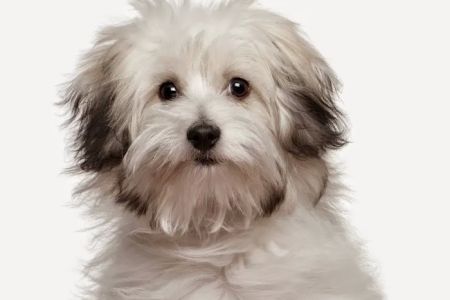 East Orlando Animal Hospital