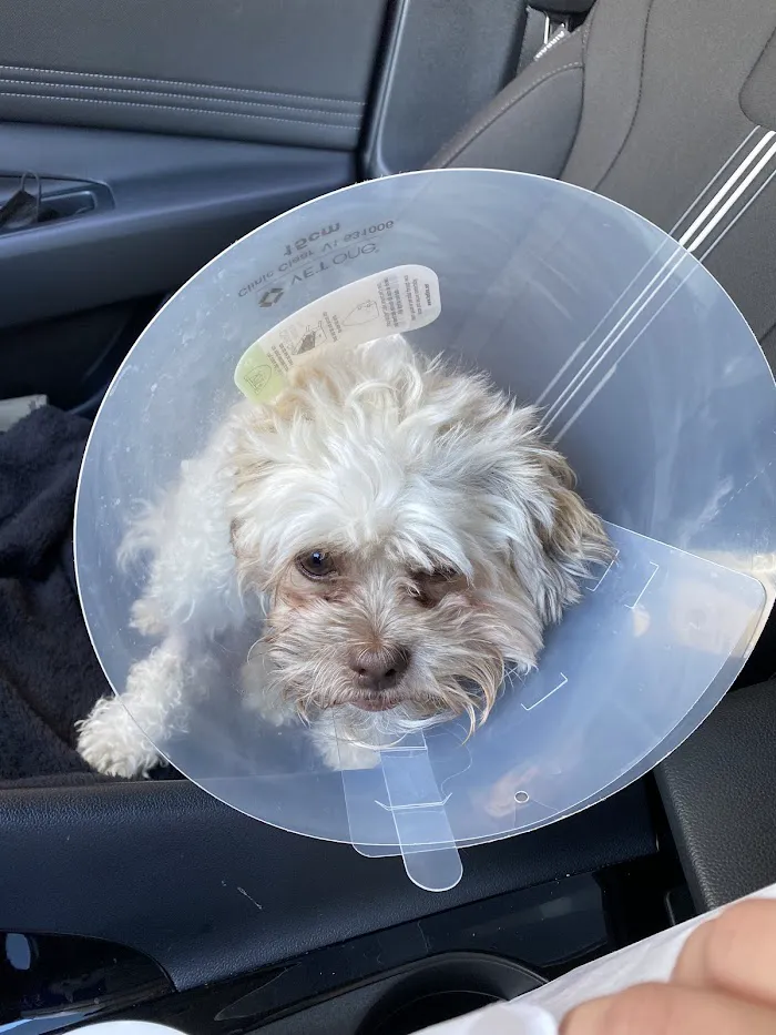 Helping Hands Veterinary Surgery and Dentistry of Florida 12