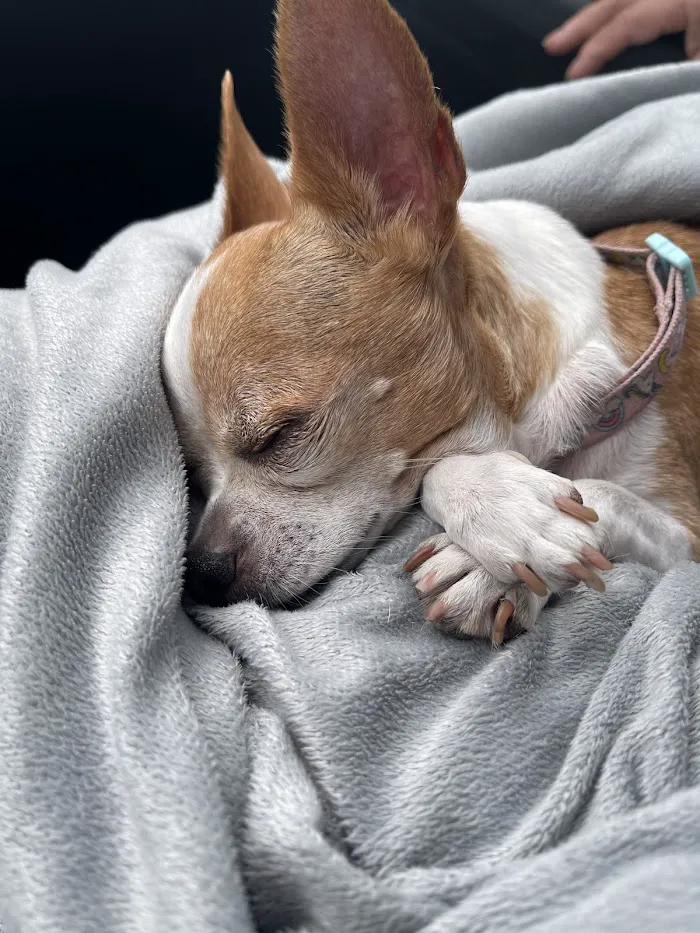 Helping Hands Veterinary Surgery and Dentistry of Florida 12