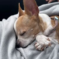 Helping Hands Veterinary Surgery and Dentistry of Florida ico