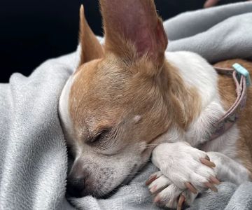 Helping Hands Veterinary Surgery and Dentistry of Florida