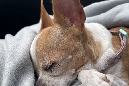 Helping Hands Veterinary Surgery and Dentistry of Florida
