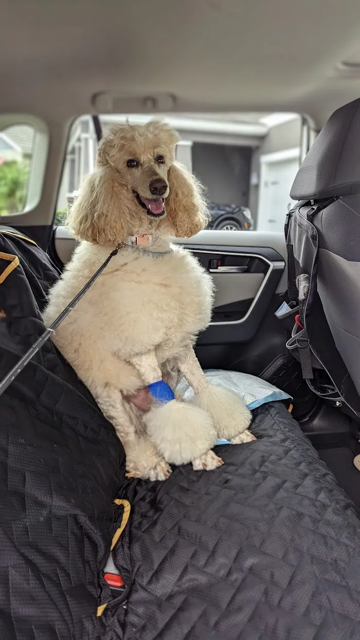 Veterinary Emergency Clinic of Central Florida | Orlando, FL 7