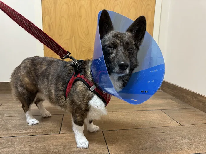 Veterinary Emergency Clinic of Central Florida | Orlando, FL 6
