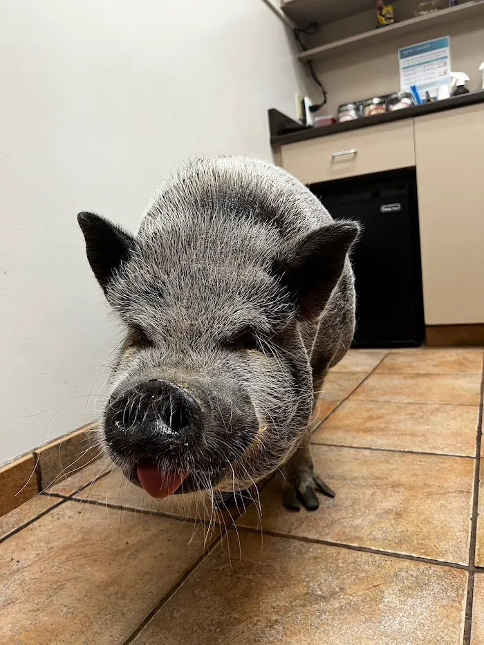 Animal Medical Hospital 10