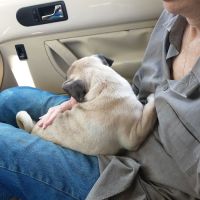 Animal Medical Hospital ico
