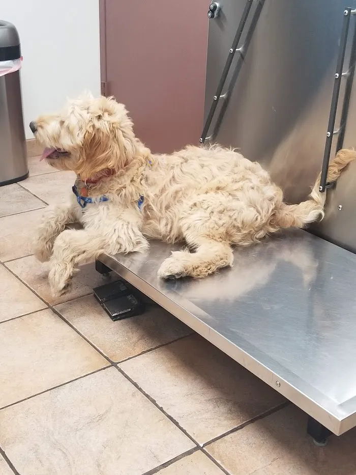 Animal Medical Hospital 6