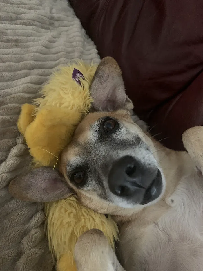 Gentle Farewells - Mobile Vet In-Home Euthanasia Service 2