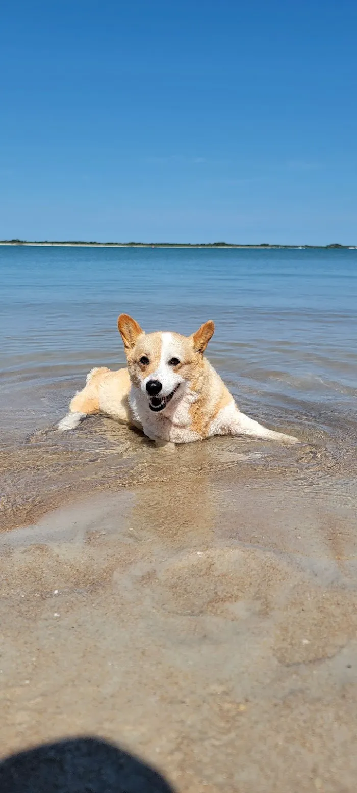 Gentle Farewells - Mobile Vet In-Home Euthanasia Service 10